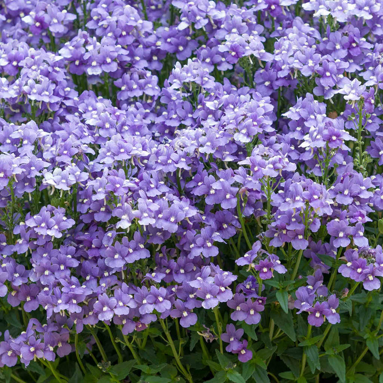 Nemesia 'Melody Lilac Blue'