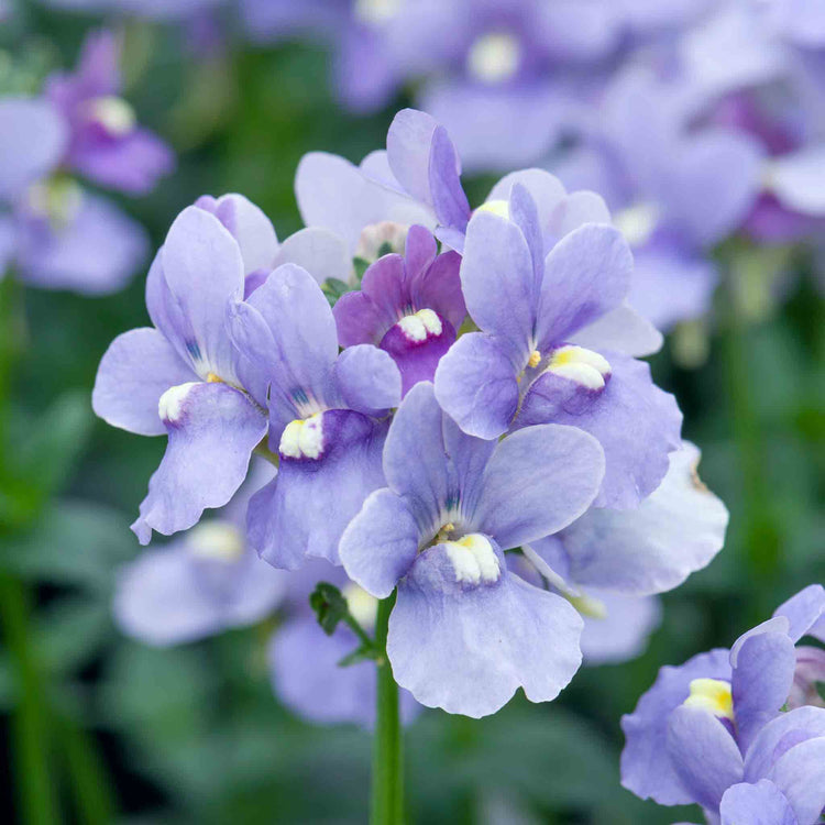 Nemesia 'Melody Lilac Blue'