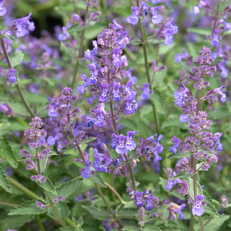 Nepeta 'Junior Walker'