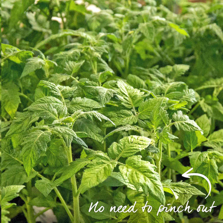 Tomato Seeds 'Summerlast' F1