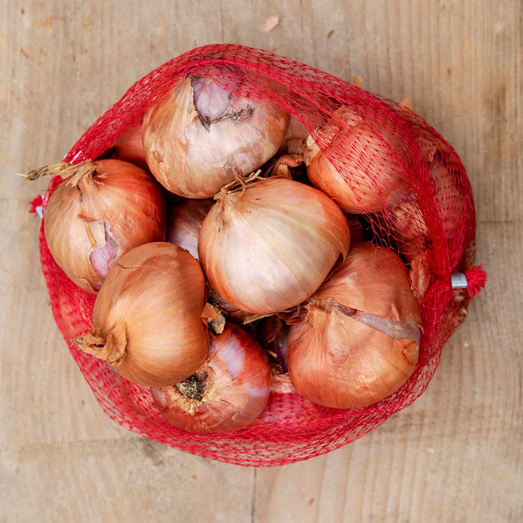 Shallot 'Red Sun' (Autumn Planting)