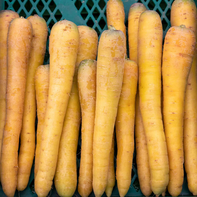 Carrot Seeds 'Gold Nugget' F1