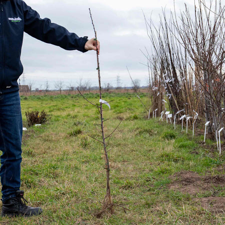 Greengage 'Old Green Gage'