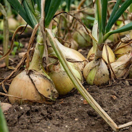 Onion 'Ailsa Craig' & 'Mammoth Red'