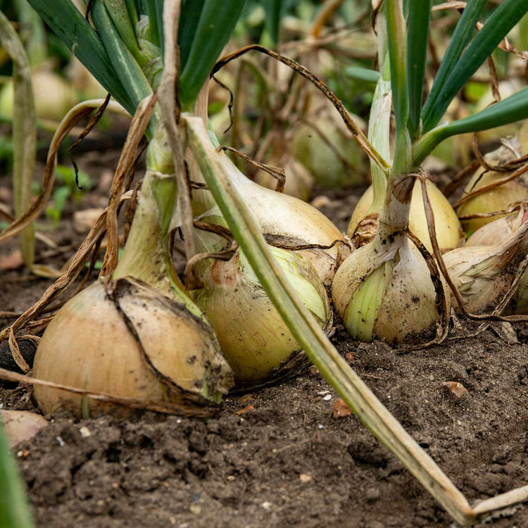Onion 'Ailsa Craig' & 'Mammoth Red'