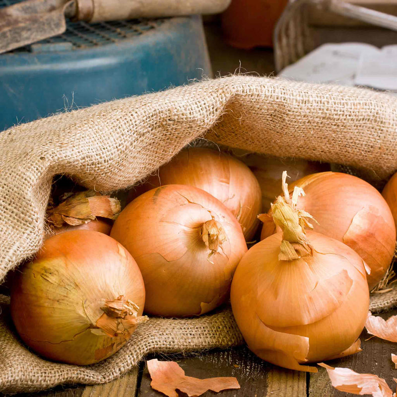 Onion ‘Autumn Champion’ (Autumn Planting)