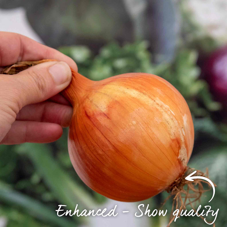 Onion Seeds 'Fasto' F1