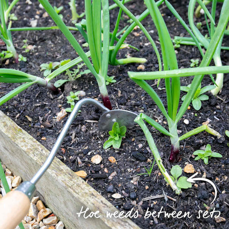 Onion ‘Red Winter’ (Autumn Planting)