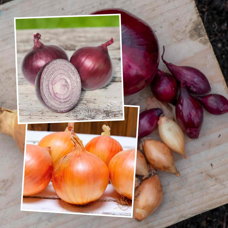 Autumn Planting Red & White Onion Mix
