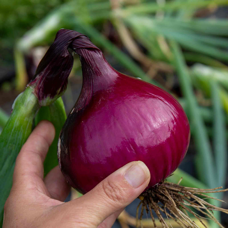 Bolt Resistant Onion Collection – Heat Prepared