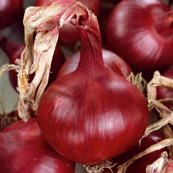 Onion 'Mammoth Red'