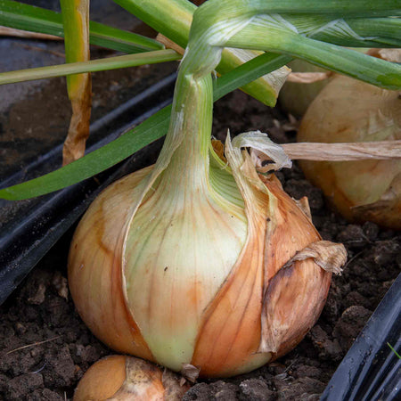 Bolt Resistant Onion Collection – Heat Prepared