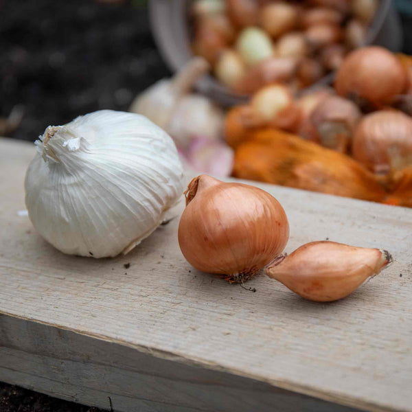 Autumn Planting Onion, Shallot & Garlic Trio