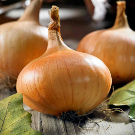 Pre-rooted Red & Yellow Onion Duo (Spring Planting)