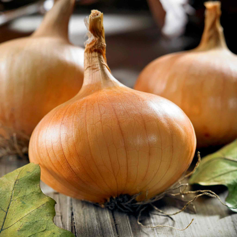 Onion 'Stuttgarter Riesen' (Spring Planting)