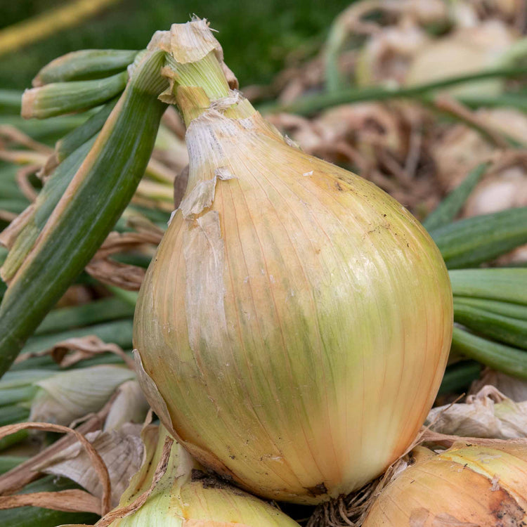 Marshalls Concentrated Slow Release Onion, Garlic & Shallot Feed Granules