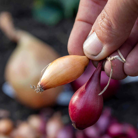 Marshalls Concentrated Slow Release Onion, Garlic & Shallot Feed Granules