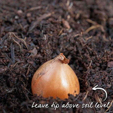 Autumn Planting White Onion Sets 'Growers Pick'