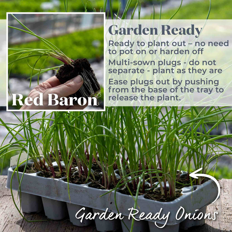 Onion ‘Red Baron’ (Autumn Planting)