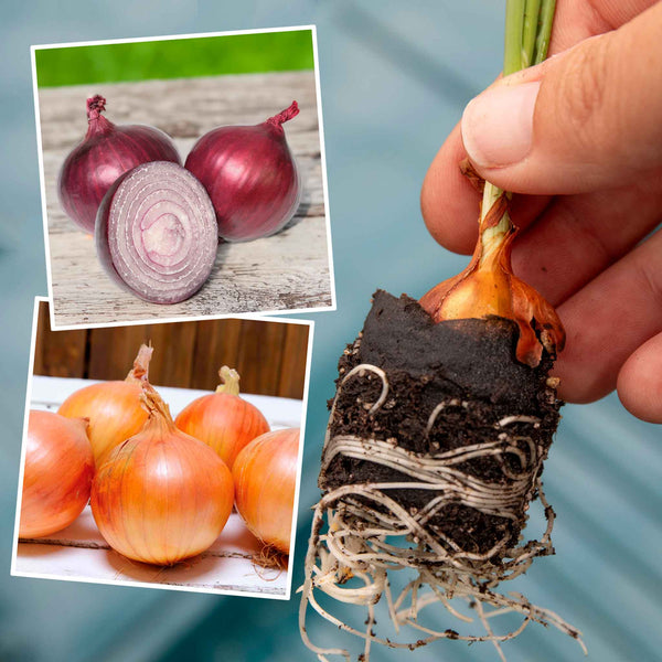 Pre-rooted Onions Autumn 'Red and White' Mix
