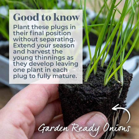 Spring Planting Spring Onion 'White Lisbon'