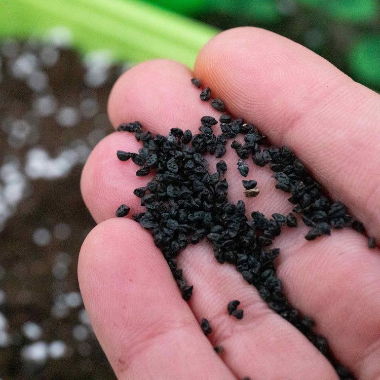 Onion Seeds 'Walla Walla'