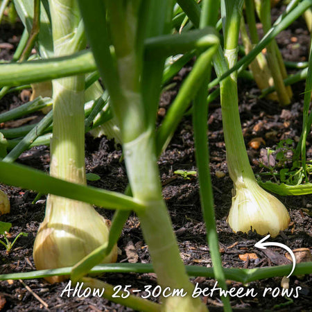Autumn Planting White Onion Sets 'Growers Pick'