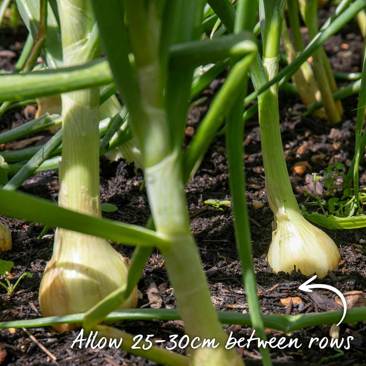 Autumn Planting White Onion Sets 'Growers Pick'