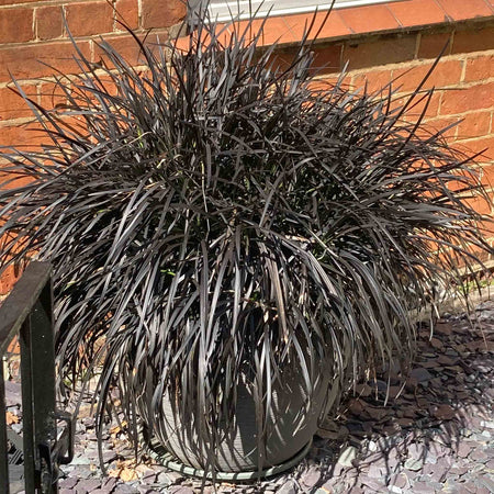 Ophiopogon 'Planiscapus Nigrescens'