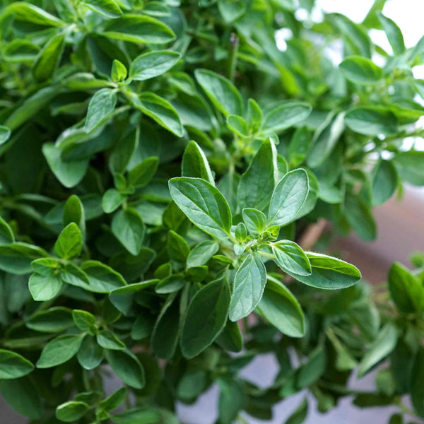 Oregano 'Origanum Vulgare'