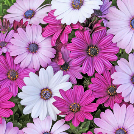 Osteospermum 'Berries and Cream'