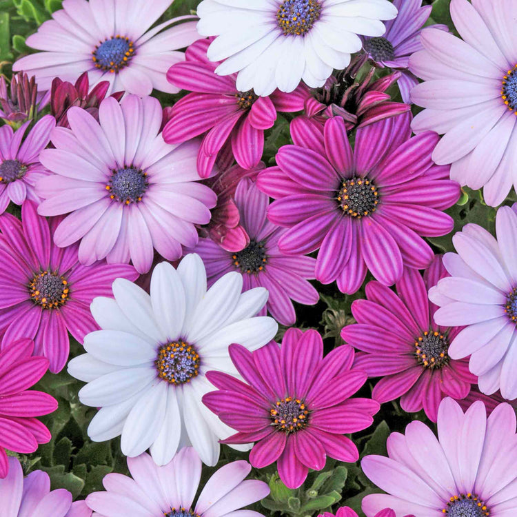 Osteospermum 'Berries and Cream'