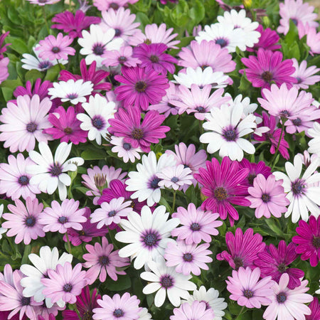 Osteospermum 'Berries and Cream'