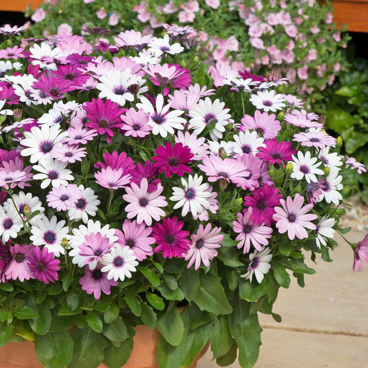 Osteospermum 'Berries and Cream'