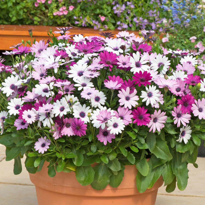 Osteospermum 'Berries and Cream'