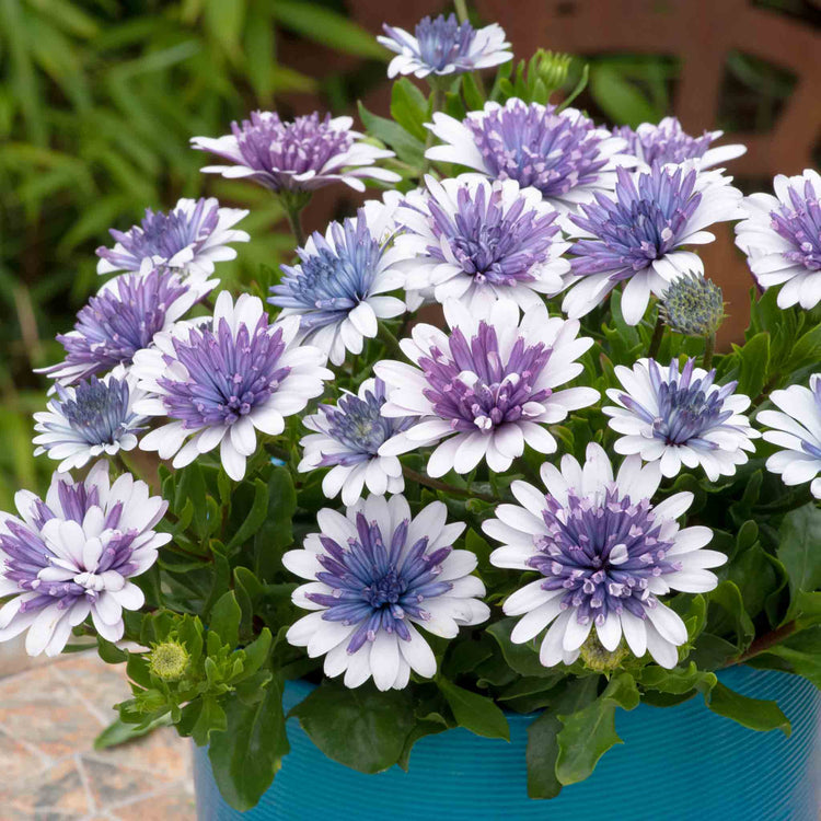 Osteospermum 'Dalina Double' Collection