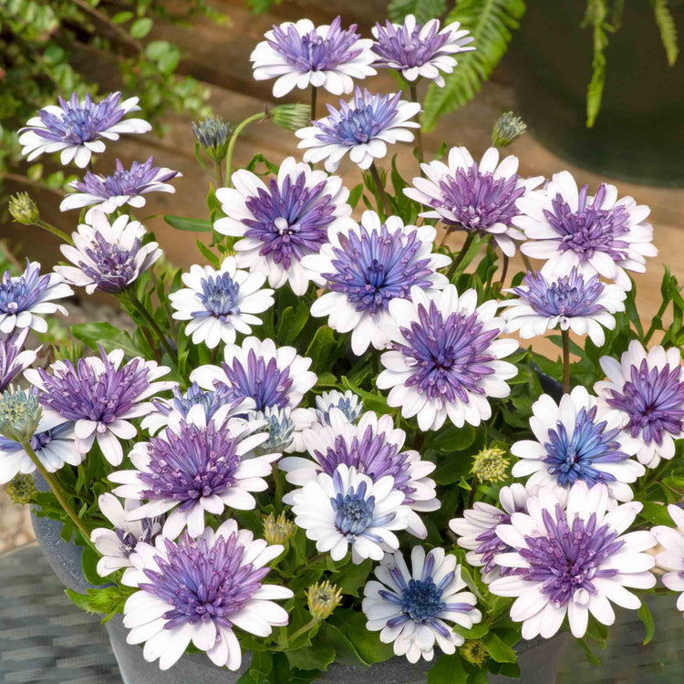 Osteospermum 'Dalina Double' Collection