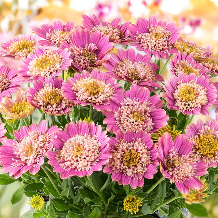 Osteospermum 'Dalina Double' Collection