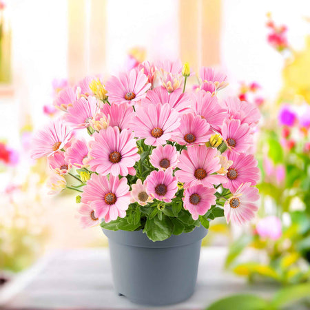 Osteospermum 'Single' Collection