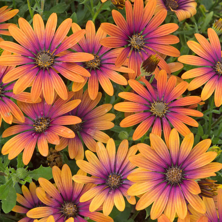 Osteospermum 'Single' Collection