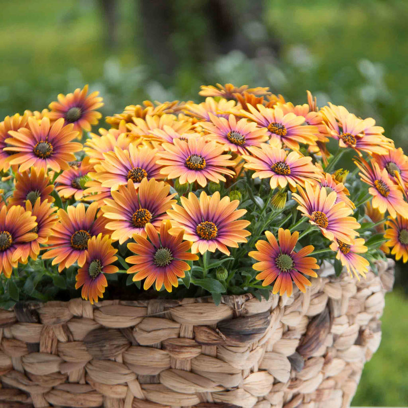 Osteospermum 'Flower Power Purple Sun'