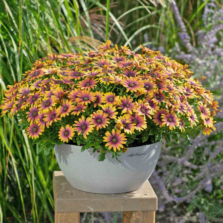 Osteospermum 'Single' Collection