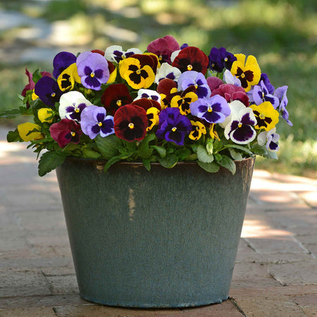Marshalls Garden 'Winter Bedding Best Sellers'