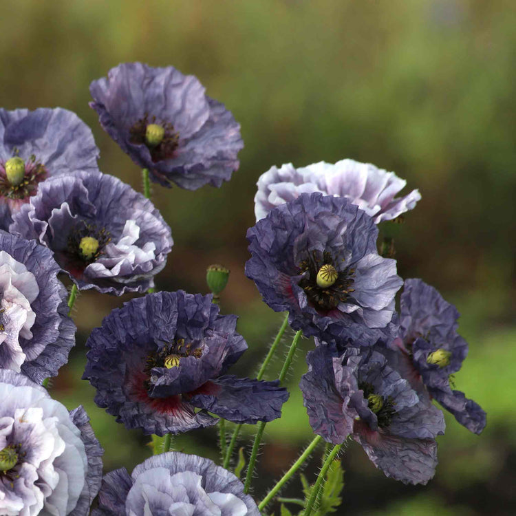 Poppy Seeds 'Amazing Grey'