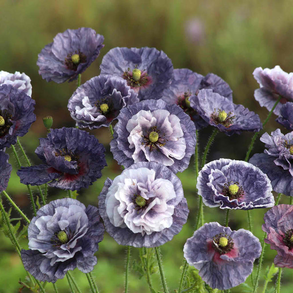 Poppy Seeds 'Amazing Grey'