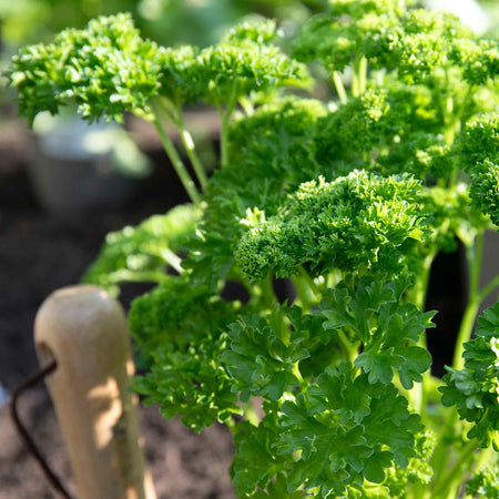 Parsley 'Moss Curled'