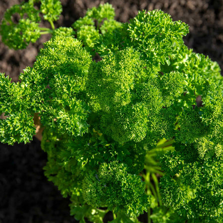 Parsley 'Moss Curled'