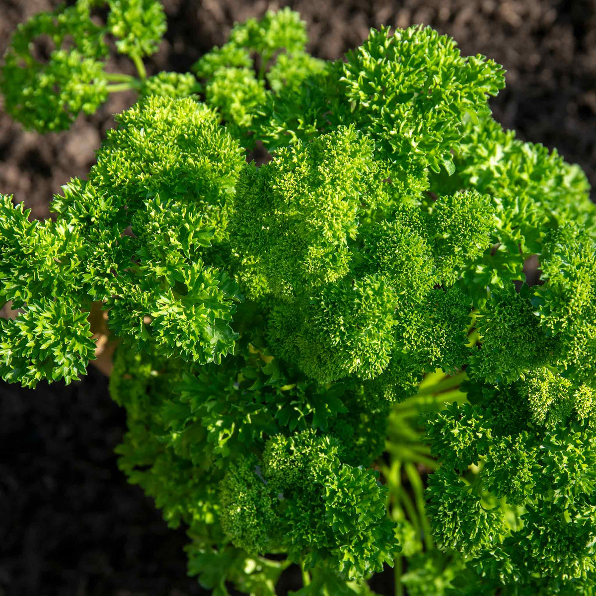 A close-up image of a parsley plant with curly green leaves.