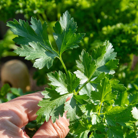 Parsley 'Italian Flat Leaf'