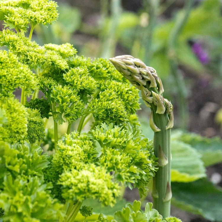 Parsley 'Moss Curled'